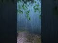 This Rain Sound Stops Anxiety Immediately #stressrelief #rainsounds #shorts