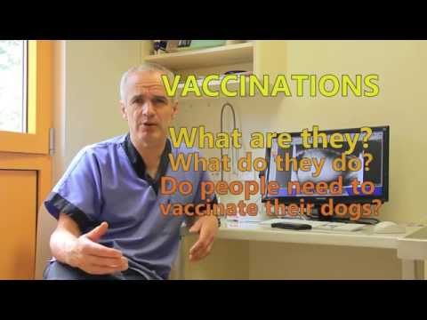 Video: Puppies: Socialisatie Overtreft Vaccinatie