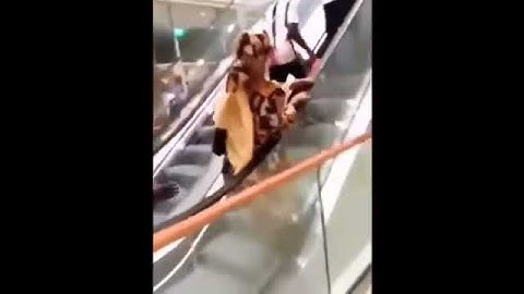 Les ingénieurs du Wakanda découvrent l'escalator
