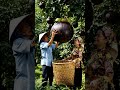 #cinematicfarm #dinosaur #giantfruits #dino #giantharvest #animals