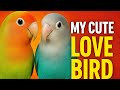 💚 Beautiful Love Birds – Cute &amp; Loving Moments 💚#lovebirds #pets 