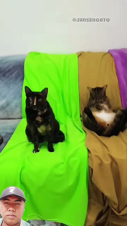 #cat #catlover #pets #gatos #funnycats #funny #katakatamotivasistorywa30detik #memes #setiapyangkula