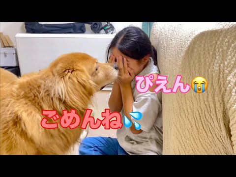 愛犬に突き飛ばされたから泣き真似した結果【ゴールデンレトリバーとミニチュアダックスフンド】