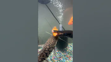 Gar kills blood parrot cichlid