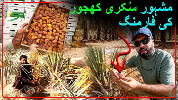The Famous Sukkari Date Farming | The Process from PALM Tree to the Market