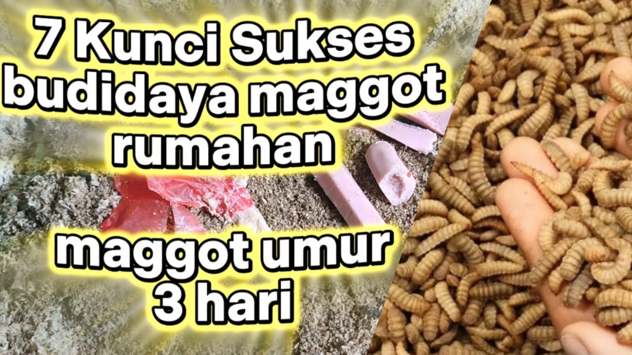 7 Kunci Sukses Budidaya Maggot  Rumahan | Kondisi Maggot Umur 3 Hari, Cepat Besar & Minim Gagal