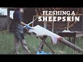 Fleshing a Sheepskin | An Overview