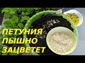 ЧТО ДОБАВИТЬ В ГРУНТ ПРИ ПОСАДКЕ ПЕТУНИИ