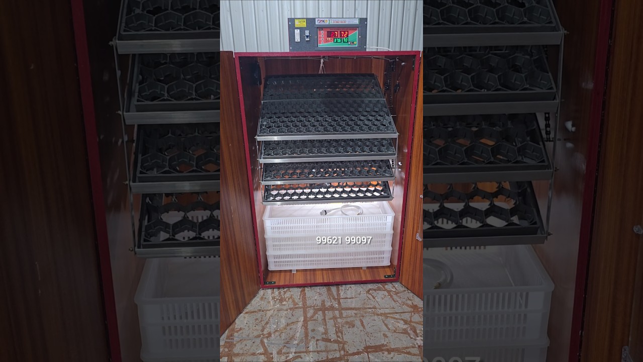 800 eggs fully automatic incubator 