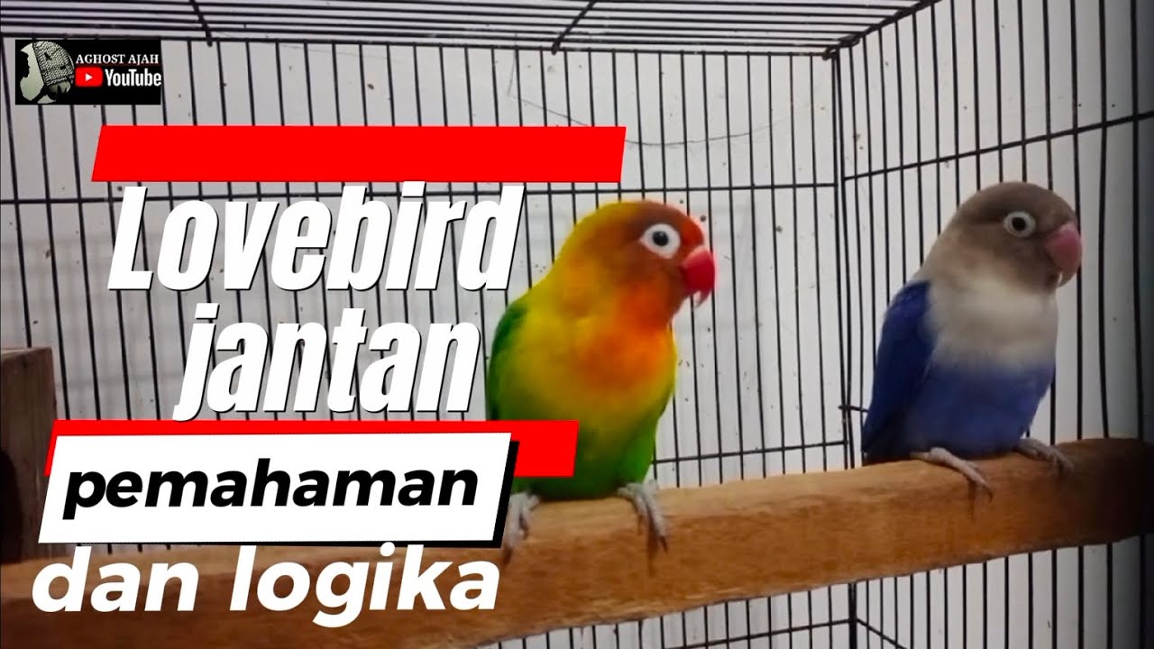 Cara Meredakan Birahi Lovebird Jantan dengan Teknik Efektif Cara Meredakan Birahi Lovebird Jantan dengan Teknik Efektif
