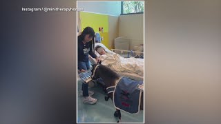 Mini horse therapy gives a needed pick-me-up to patients in need