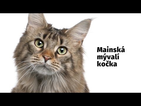 Video: Abyssinian Plemeno Koček Hypoalergenní, Zdraví A životnost