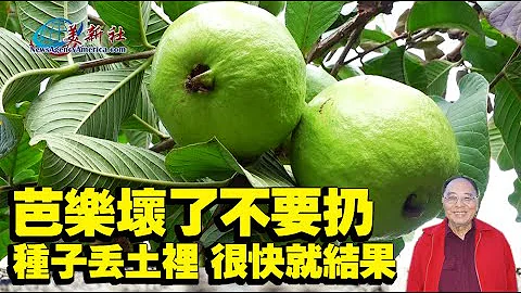 芭樂（番石榴）壞了不要扔，種子這樣丟土裡，很快就可吃到果子。 - 天天要聞