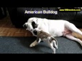 American Bulldog, Puppies, For, Sale, In, Gillette, Wyoming, WY, Rock Spriings, Sheridan American Bulldog, Puppies, For, Sale, In, Gillette, Wyoming, WY, Rock Spriings, Sheridan