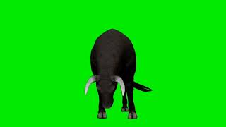 Bull Eating Green Screen Background || Front View Chroma Key || बैल का खाना ग्रीन स्क्रीन screenshot 5