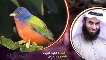 سورة العاديات | الختمة المرتلة | القارئ صفوت قلموش .HD
