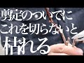 誰も教えてくれないが、剪定のついでに絶対しないと枯れること