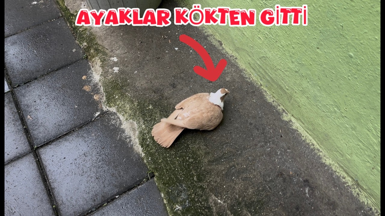 SARI ÇAKÇILLI AYAKLARI KÖKTEN GİTTİ ( NE OLDU SANA KIZIM )