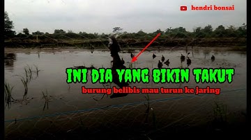 berburu burung belibis pakai jaring