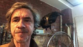 Raven Sharpens beak bites owner