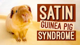 SATIN GUINEA PIG SYNDROME 101 screenshot 4