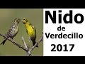 Verdecillo nido 2017