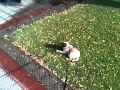 Emma the pug at the sprinklers