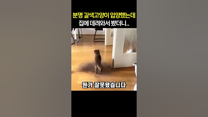 분명 갈색고양이 입양했는데 집에 데려와서 봤더니..
