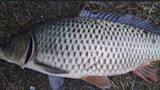 Fishing#Big#Fish#LIVE VIDEO#5 kg# Subscribe for more Videos