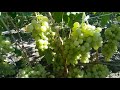 Обзор виноградника Полишко (часть 2)