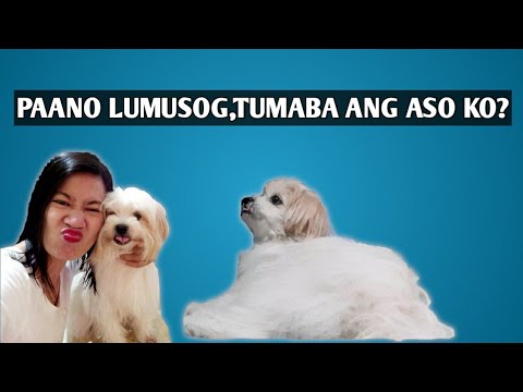 Video: Paano Balutin ang Balikat ng Aso (na may Mga Larawan)