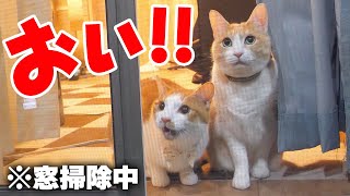 窓を掃除している飼い主に猫達から文句があるようです。