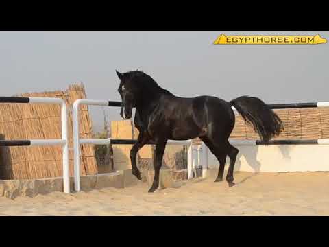 اجمل انشودة والله اني صبور 