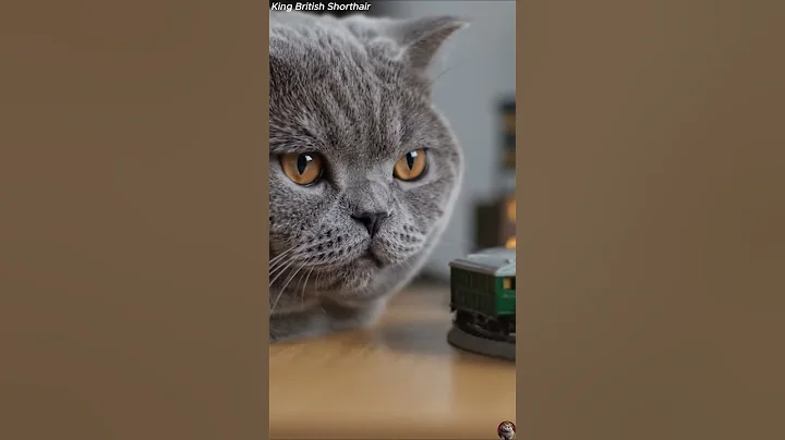 Watch the video about British Shorthair Acting Like a Tiny Lion #cat #britishshorthair #shorts #cute #cutecat #kitten