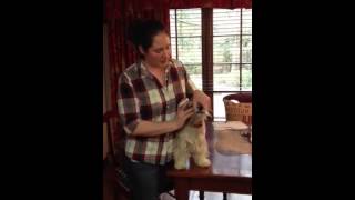 How To Give A Dog Medicine Using A Syringe