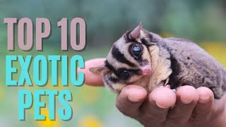 Top 10 Exotic Pets That Actually Make Great Companions - You Won't Believe #1! | Pet Insider by Pet Insider 48 views 1 year ago 6 minutes, 11 seconds