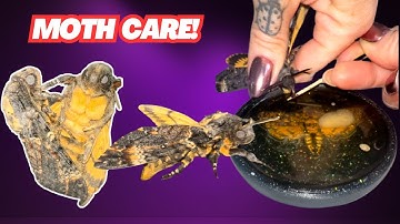 Get your self a moth and this is how you care for them