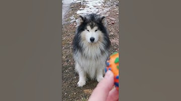 Thumbnail of 🤯The Know Truth About Dog Vision🤔#shortsfeed