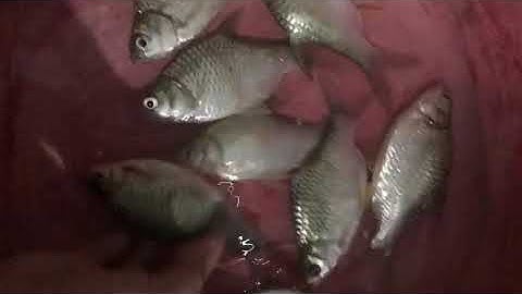 Cá rô đồng cá dảnh cá mè lúi nhìn thích thặc - nhớ tuổi thơ...