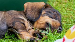Siesta with wirehaired dachshund puppies