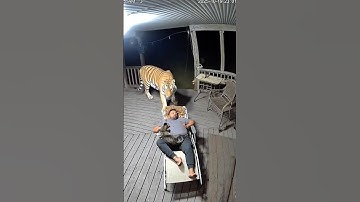 😱EEN MOEDIGE KAT redt baasje van een TIJGERaanval! De meest onverschrokken kat.🐅 #dieren #wildlif...
