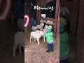 Нежность, которой не учат 🐑🤍 5 лет назад и это не постановка #PoellPets #shorts #детииживотные