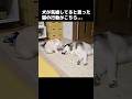 犬が気絶してると思った猫の行動がこちら...笑#shorts