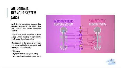 2 Minutes Autonomic Nervous System