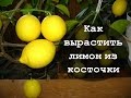 Как вырастить лимон из косточки