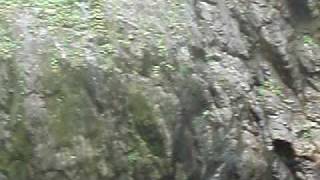 20090801鹿皮溪跳水大集錦