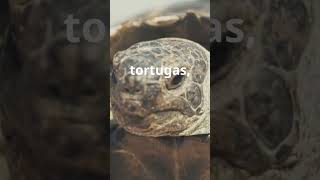  longevidad del reino Animal#longevity #animal#animal Kingdom#tortugas#Reptiles#paciencia