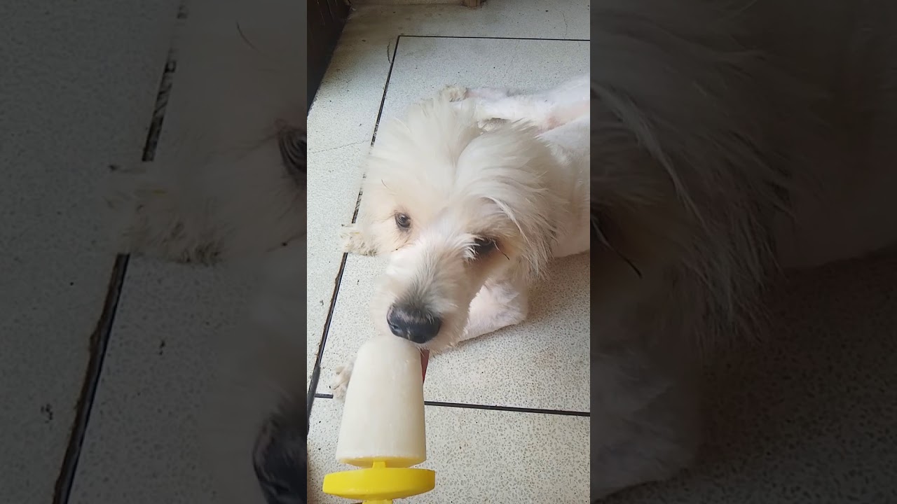 Ice cream eating dog - YouTube