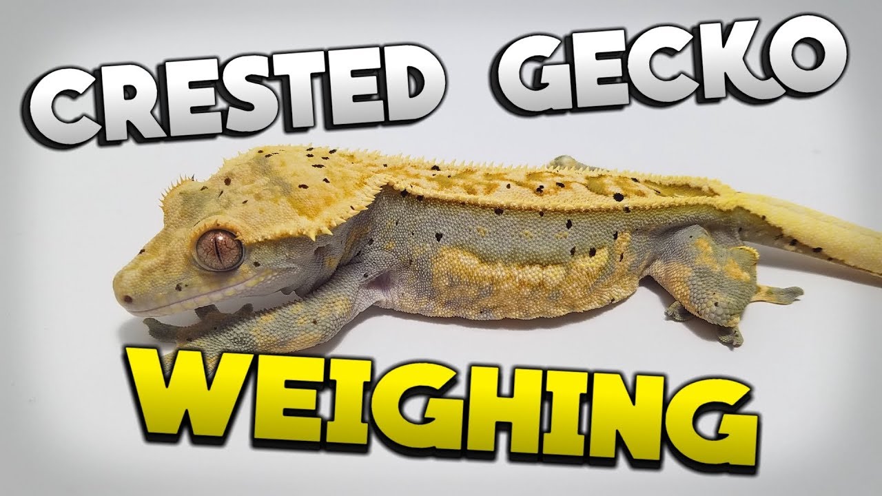 Crested Gecko Growth Chart