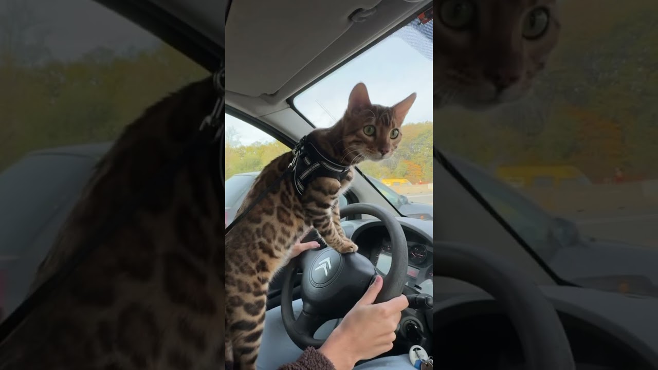 Vous avez le permis ?